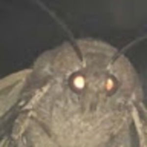 Meet your Posher, Captain